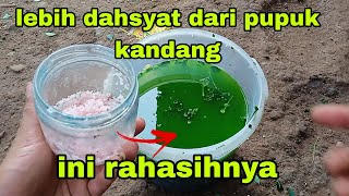 cara membuat pupuk daun kelor || cukup tambahkan 2 bahan ini saja lebih dahsyat dari pupuk kompos