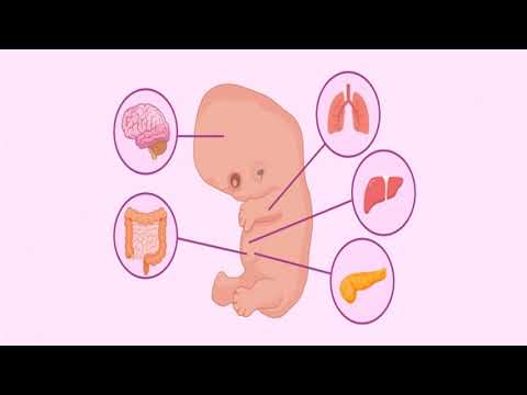 Video: ¿Por qué es tan importante la etapa prenatal?