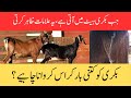 Heat Signs In Goats بکری میں ہیٹ کی علامات بکری کو کتنی بار کراس کروانا چاہیے