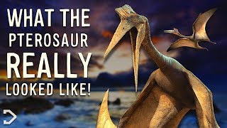 What Did The Pterosaurs REALLY Look Like?!