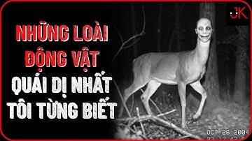 r/Nosleep | Đôi khi bọn động vật không đáng yêu như bạn nghĩ | Jeftun