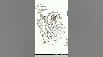 How Botany practical file prepared introduction video for B.Sc second year students