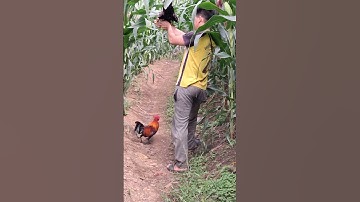 gà rừng đá chân và cái kết.qaib qus ncaws kuv taws mob tiag tiag