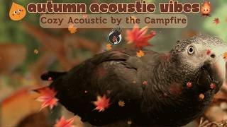 Autumn Acoustic Vibes🍁Cozy Fall Vibes w/Calm Acoustic Guitar/Bird/Campfire Nature Sounds🍂 Parrot TV🦜 screenshot 4