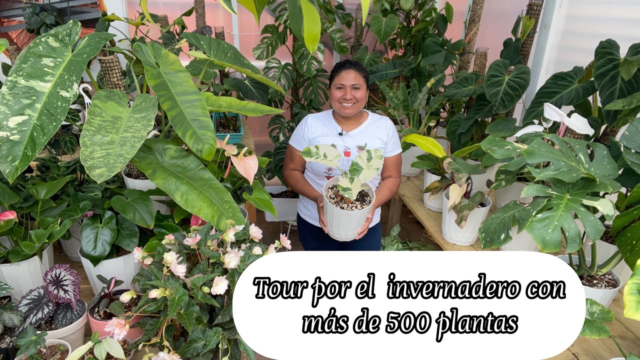 TOUR  POR EL INVERNADERO Con mas de 500 plantas con hermosos colores