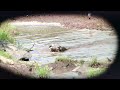 シマウマを喰うワニ