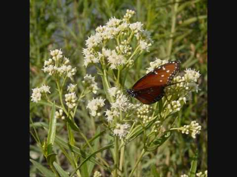 Sweet Butterfly