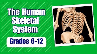 The Skeletal System Learn The Critical Functions Of The Human Skeletal System Kids Science Lesson