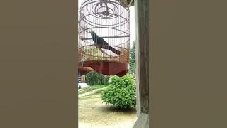 Burung Tuwu/Asian koel gacor dor