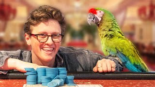 I Hired A Talking Parrot To Bet For Me In Las Vegas