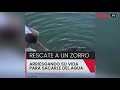 Rescatan a un zorro a punto de perecer ahogado