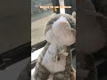Sedihnya tak ada teman 😿🐈🐈‍⬛ #lucu #shortvideo #shorts