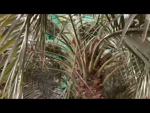 من مزرعة العتي بالدلم ١٤٤٤ اقتراب جني الصقعي