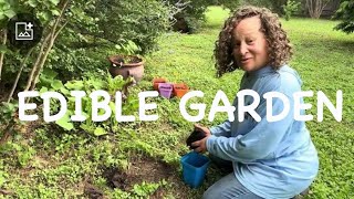 Edible  Landscaping | Hedging with vegetables #gardening #growyourownfood #urbangardening