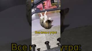 🐈 Кошка Мелисса и ее отношение к спорту #shorts