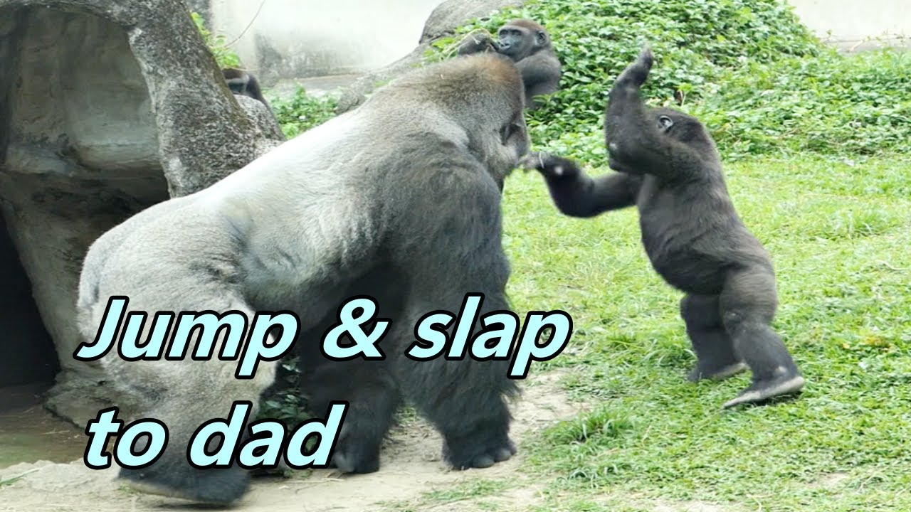 Little gorillas Jabali and Ringo were full of energy./ 精力充沛玩不停的Jabali 和 Ringo