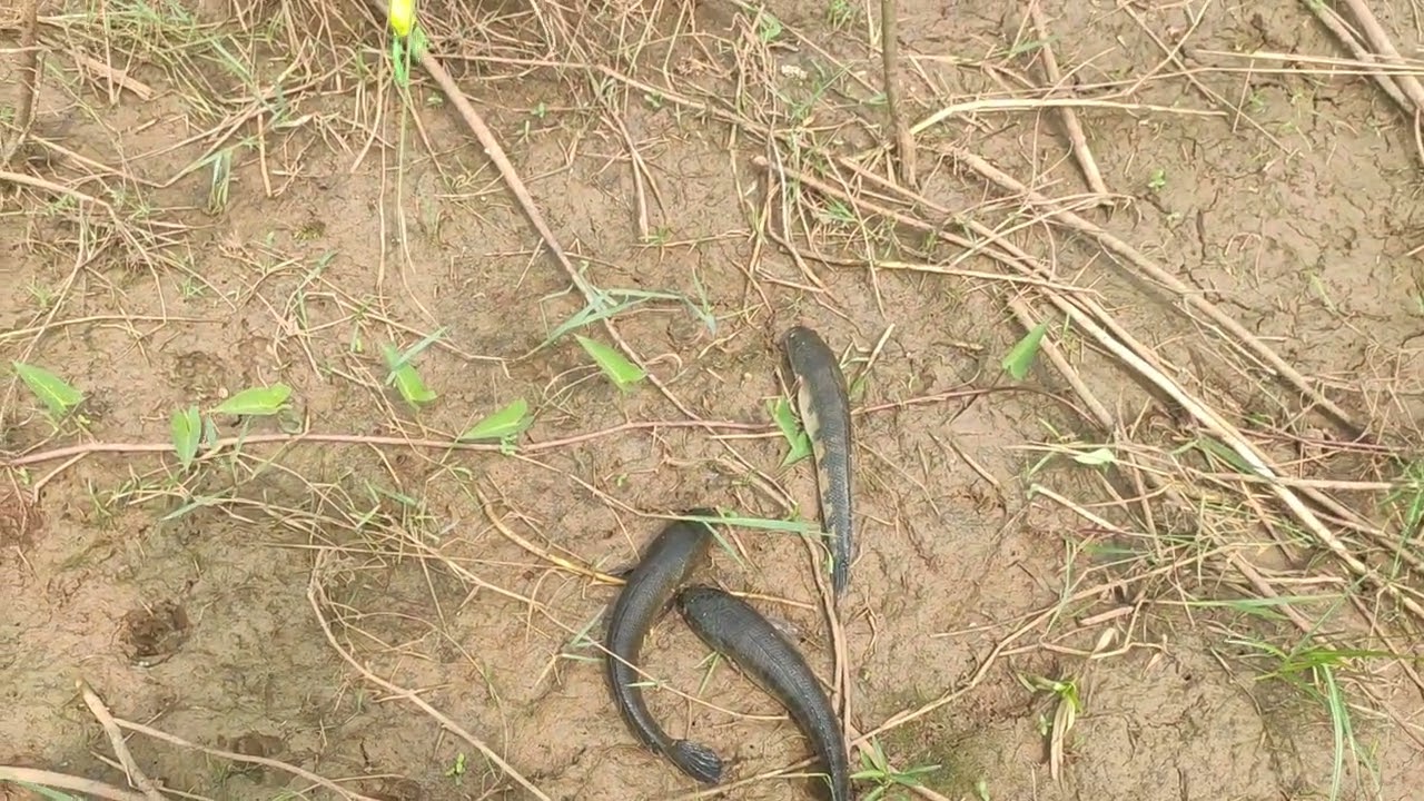 Snake head catch and release 
