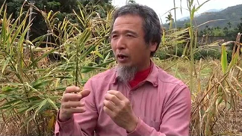 种姜达人谈您所不知道的生姜事～专访甘国基(有中文字幕) - 天天要闻