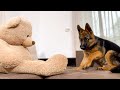 German Shepherd Puppy Pranked By Giant Teddy Bear!