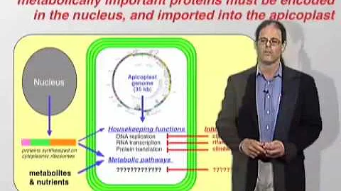 David Roos (U Penn) Part 2: The apicomplexan plastid