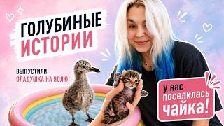 У нас живёт чайка? Откуда плюс три котёнка? Оладушек улетел на волю! screenshot 3