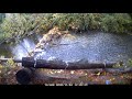 Salmon Break Through a Beaver Dam