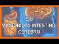 Aprende Cómo Funciona el EJE MICROBIOTA-INTESTINO-CEREBRO, una compleja comunicación.