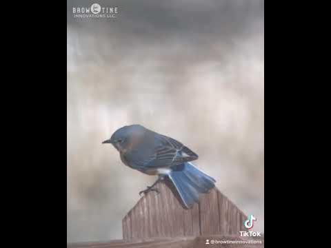 What does an eastern bluebird look like? #bluebird #birdwatching #birds