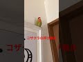 コザクラインコの呼び鳴き♪ペアの子からのお返事もあり💕