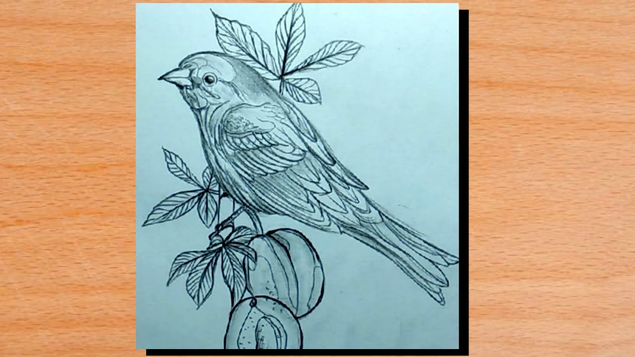 Easy Pencil Drawing A Simple Bird For Beginners - YouTube