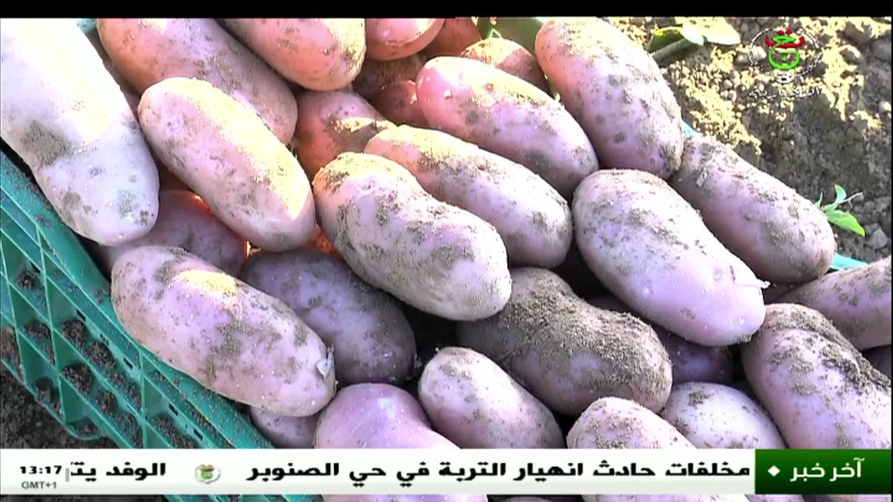 مستغانم - فلاحة| منتوج وفير لمحصول البطاطا