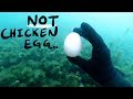 Found Large Wild Egg Underwater While Scuba Diving (Unexplained)