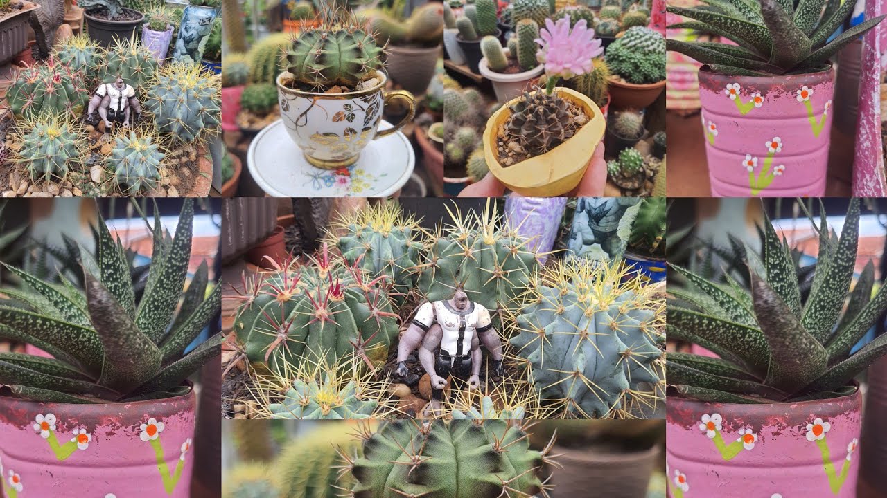 [Cactos] Um Cantinho Encantado: Cantinho Especial Para os Cactos! (Tudo viraVaso) 