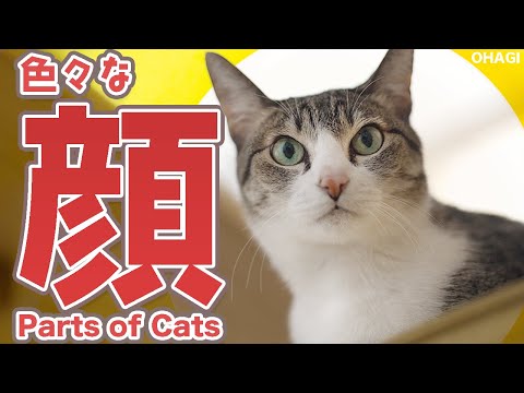 猫の色々な顔