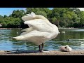 "Cygnet rests beside mum as she stands and preens at the Serpentine’s edge 🦢🐣☀️"