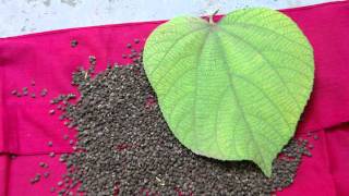 Pankaj Oudhias Healing Herbs Diabetes Mellitus Type 2 With Premature Ejaculation. Hf-694