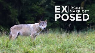 BIG ANNOUNCEMENT Coming March 3rd, 2020 by EXPOSED Wildlife Conservancy 1,335 views 4 years ago 47 seconds