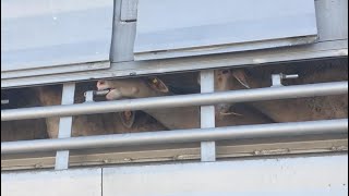 Reporterin begleitet tagelang Tiertransporte – und zeigt uns die dunkle Seite der Fleisch-Produktion