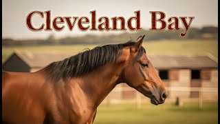 Cleveland Bay Horse Breed Info - History - Characteristics Horse Breed Bay