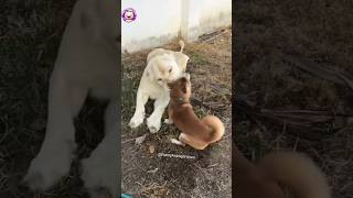 Dog VS White Tiger?? shorts funny dogs lion