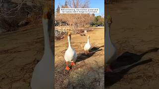 A kind-hearted woman helped a mother goose save her baby #shorts
