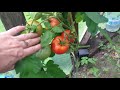 Обзор-отзыв о сортах томатов в моей теплице. Урожай 2019.