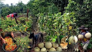 FULL VIDEO The beautiful atmosphere when it rains in the garden, harvesting melons and chilies