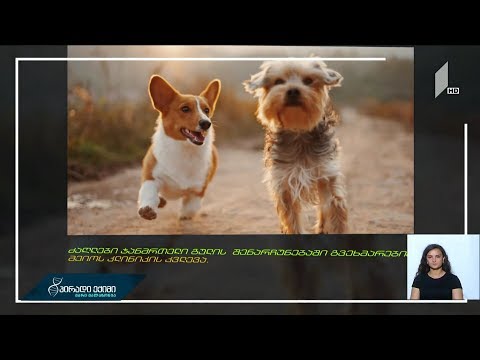 ძაღლები ჯანმრთელი გულის შენარჩუნებაში გვეხმარებიან - მეიოს კლინიკის კვლევა