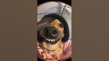 Thumbnail of Tonight will be the night dog meme