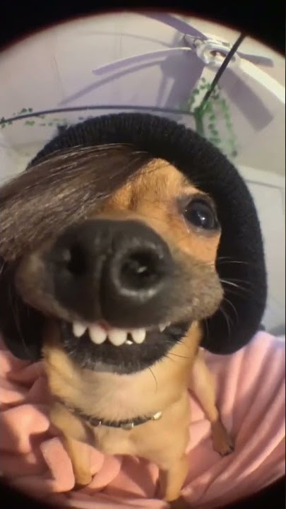 Tonight will be the night dog meme