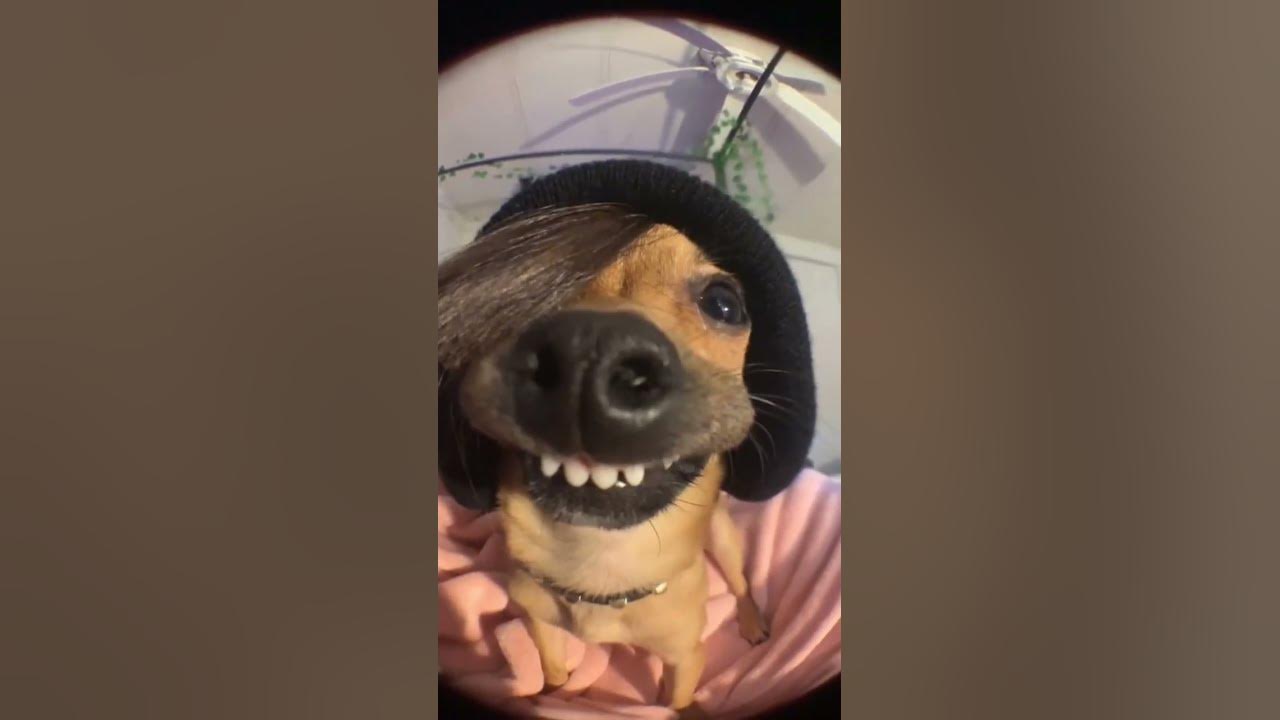 Tonight will be the night dog meme
