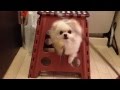 猫じゃらしでポメラニアンを誘き出す
