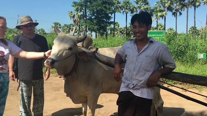 Palm sugar farm tour on the way to Mount Popa