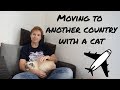 Traveling in a plane with a cat | From Quebec to France | Crazydivers